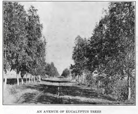 avenue of eucalyptus Perris